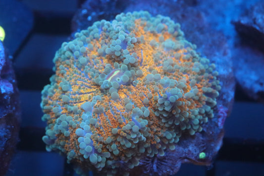 Citrus Gumball Yuma (A96)