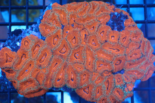 Micromussa Lord Colony (A9)