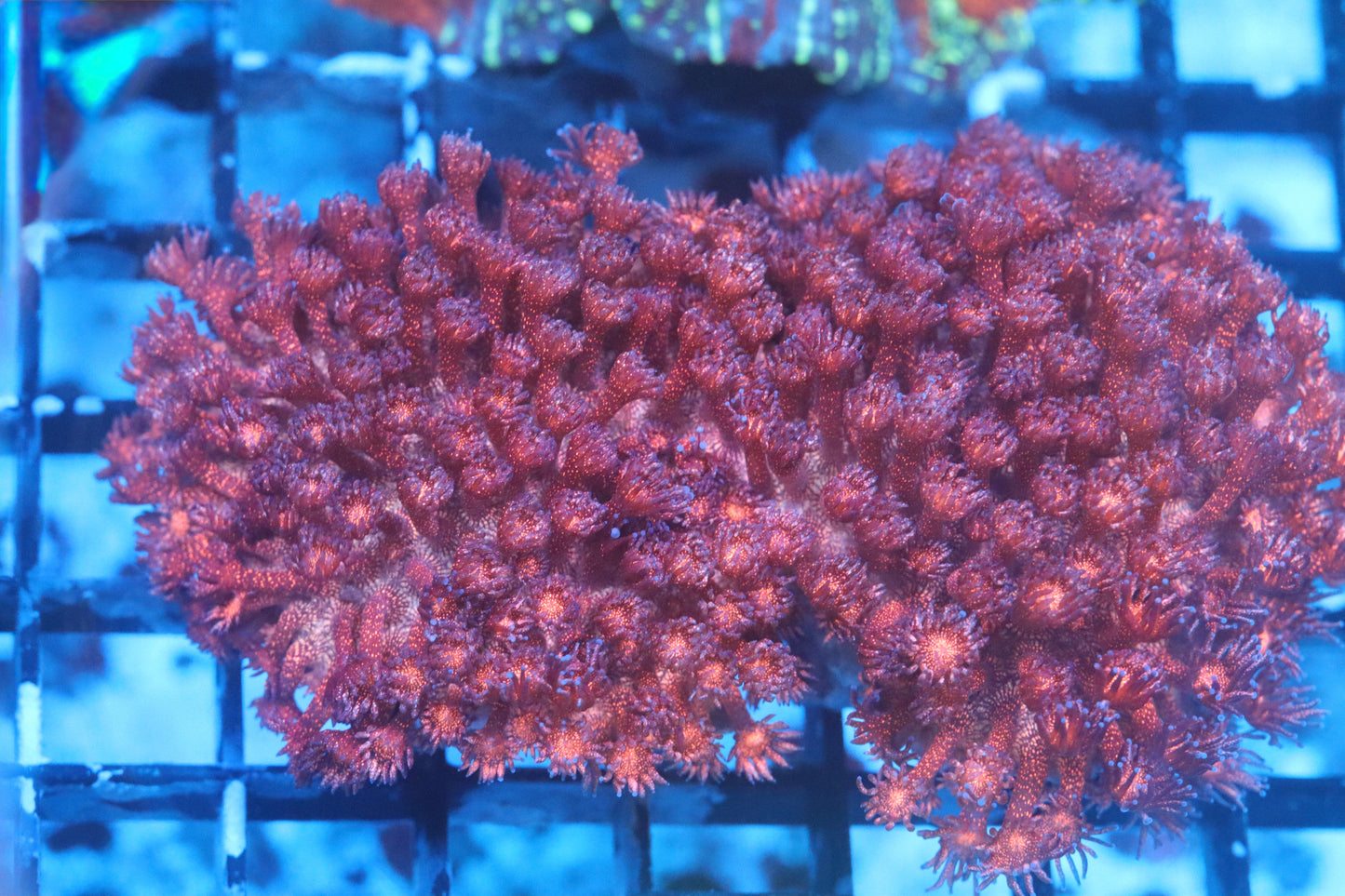 Pink Monster Glitter Goni Colony (C146) WYSIWYG Video inside!