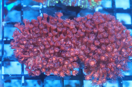 Red Glitter Bomb Goni Colony (C146) WYSIWYG Video inside!
