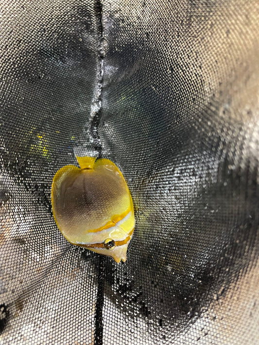 Australian Gold Stripe Butterfly (3-4') | Chaetodon aureofasciatus