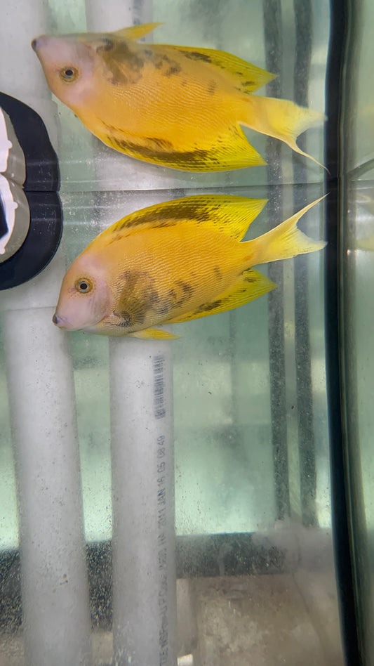 Aberrant Mimic Tang (in the banggai tank)