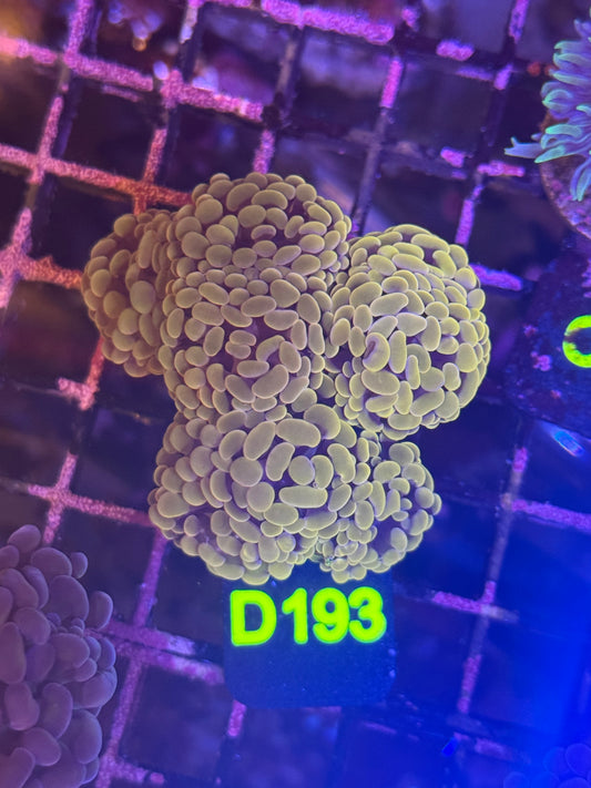 Pink hammer colony (D193)