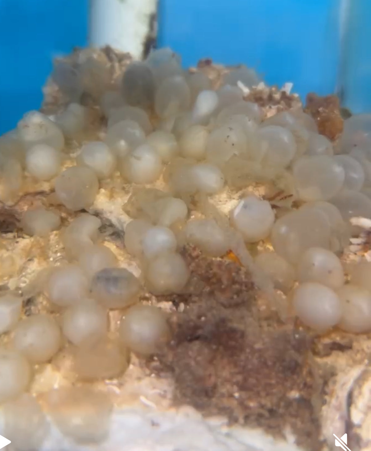 Mourning Cuttlefish Eggs - 5