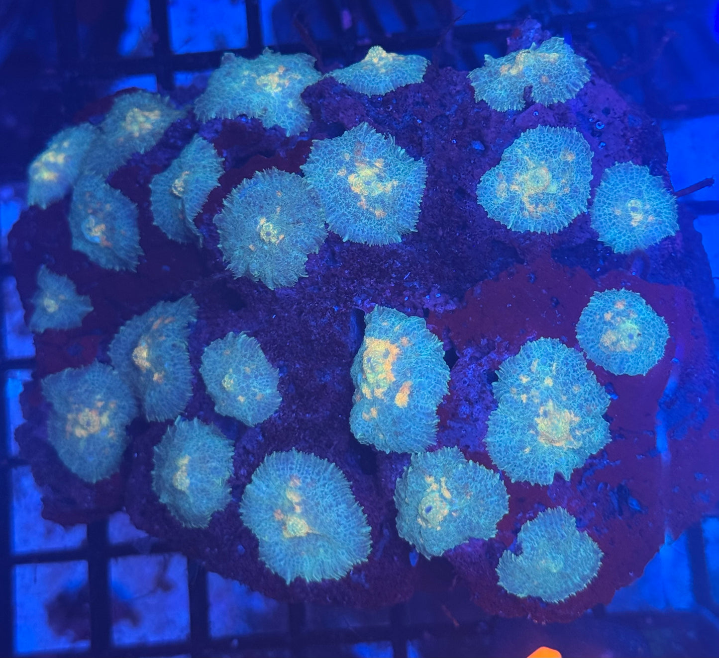 Mushroom Rock(48)