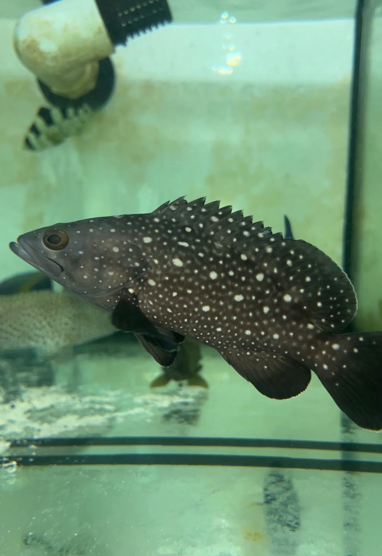 Black Spotted Summan grouper (Epinephelus ongus) -6"