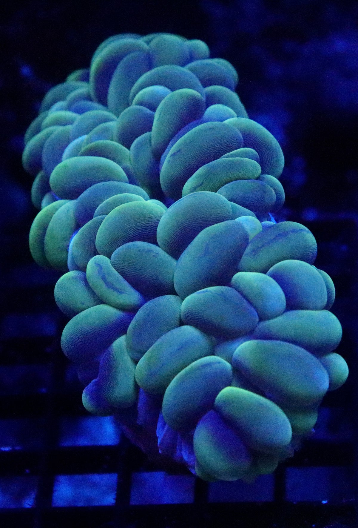 Bubble Coral (A127)