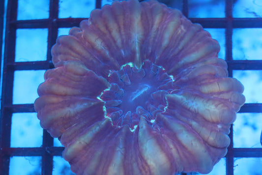 Fruity Cynarina (D48)