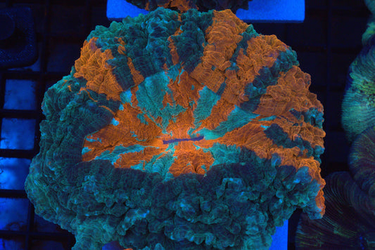 Orange Stripe Acantho