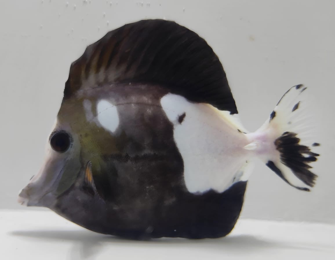 Koi wysiwyg