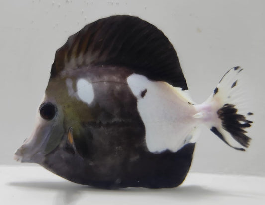 Koi wysiwyg
