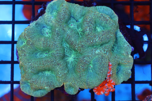 Bowerbanki w/ Acan baby Colony