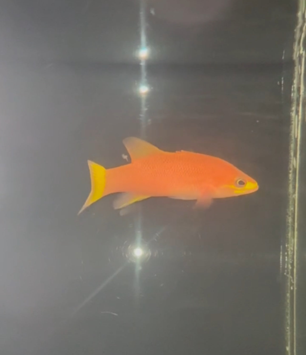 Liopropoma ‘yellow tail’ sp. (undescribed species)
