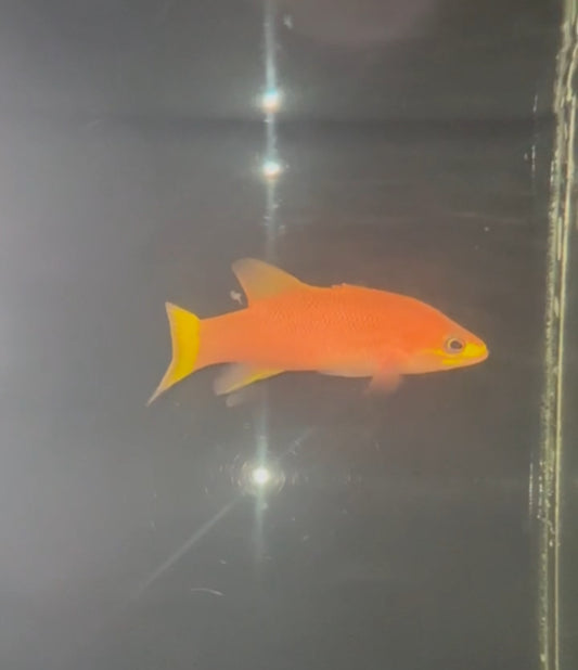 Liopropoma ‘yellow tail’ sp. (undescribed species)
