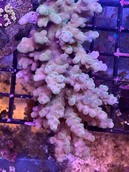 SPS Acropora colony (D197)