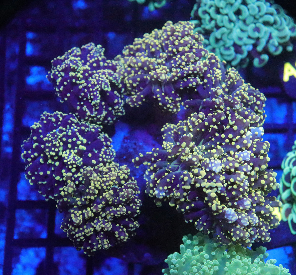 Branching Frogspawn Colony (8 Heads) (A36)