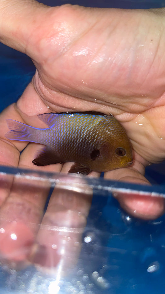 Red Sea Half Moon Damsel | Dascyllus marginatus