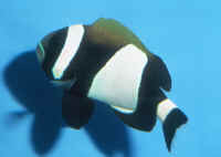 Wide Band Clownfish