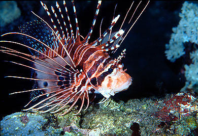 Antennata Lionfish