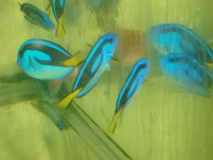 Blue Hippo Tang (3-4")-Yellow Belly (Kenya)