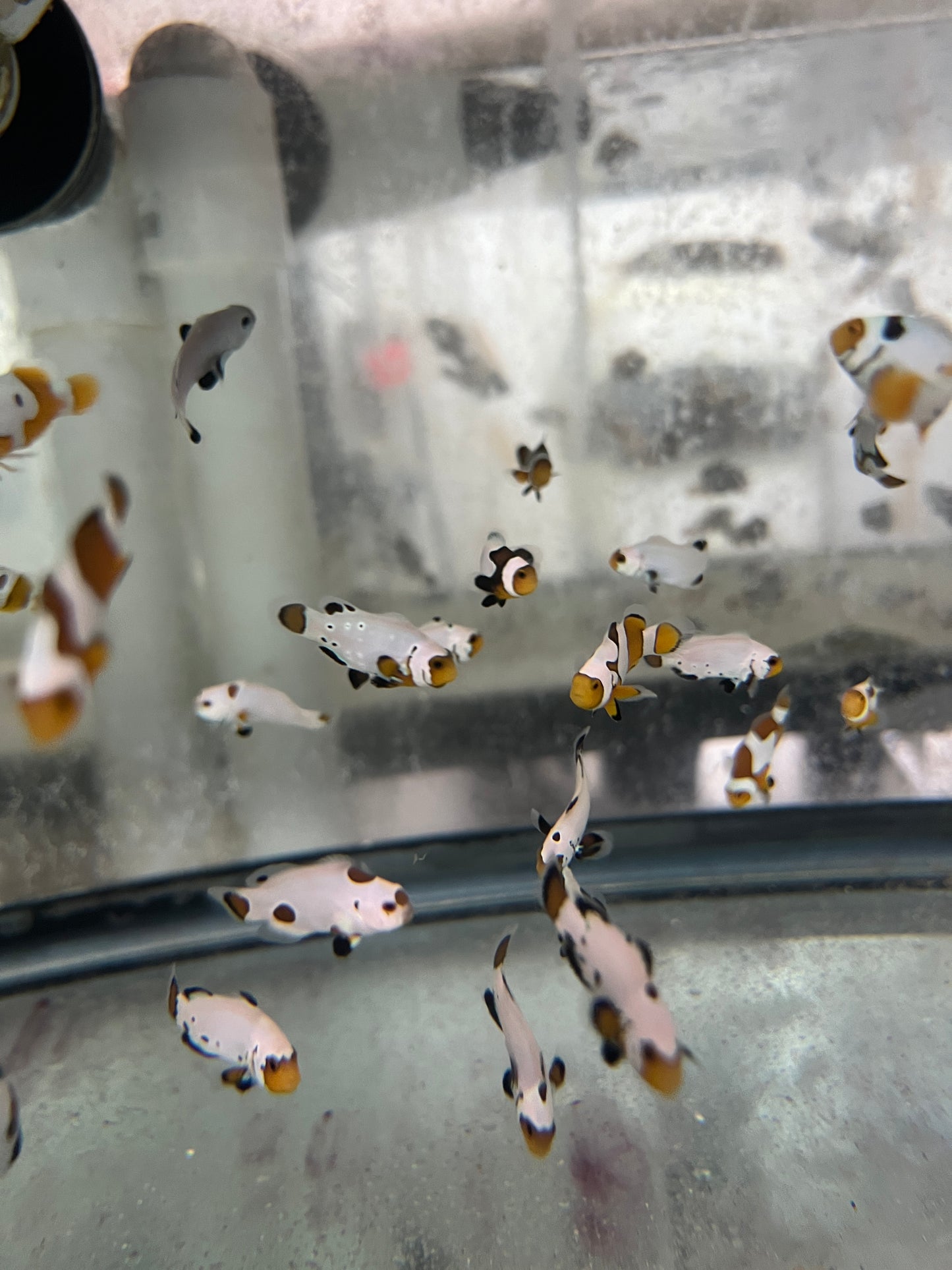 Assorted Captive Bred Clownfish (Random)