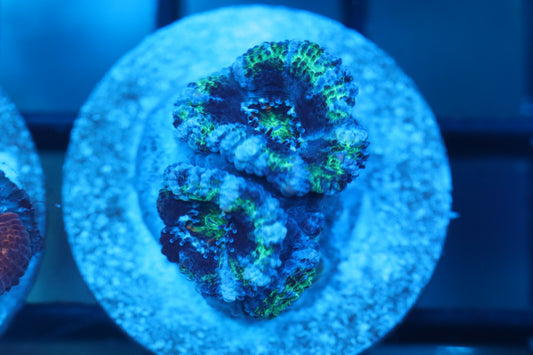 Micromussa (B160)