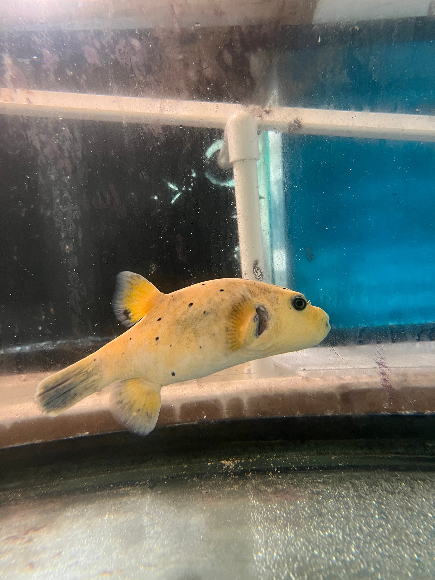 Golden Puffer fish 10” WYSIWYG