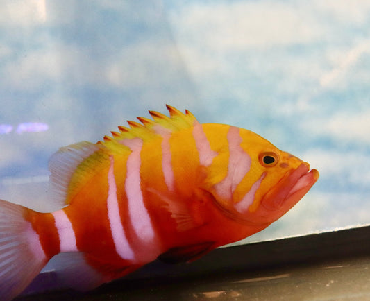 Neptune Grouper- 10"  (Cephalopholis igarashiensis)