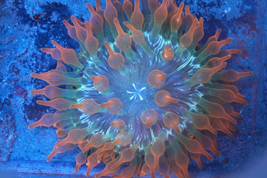 Rose Bubble Tip Anemone 3 1/2”-4"