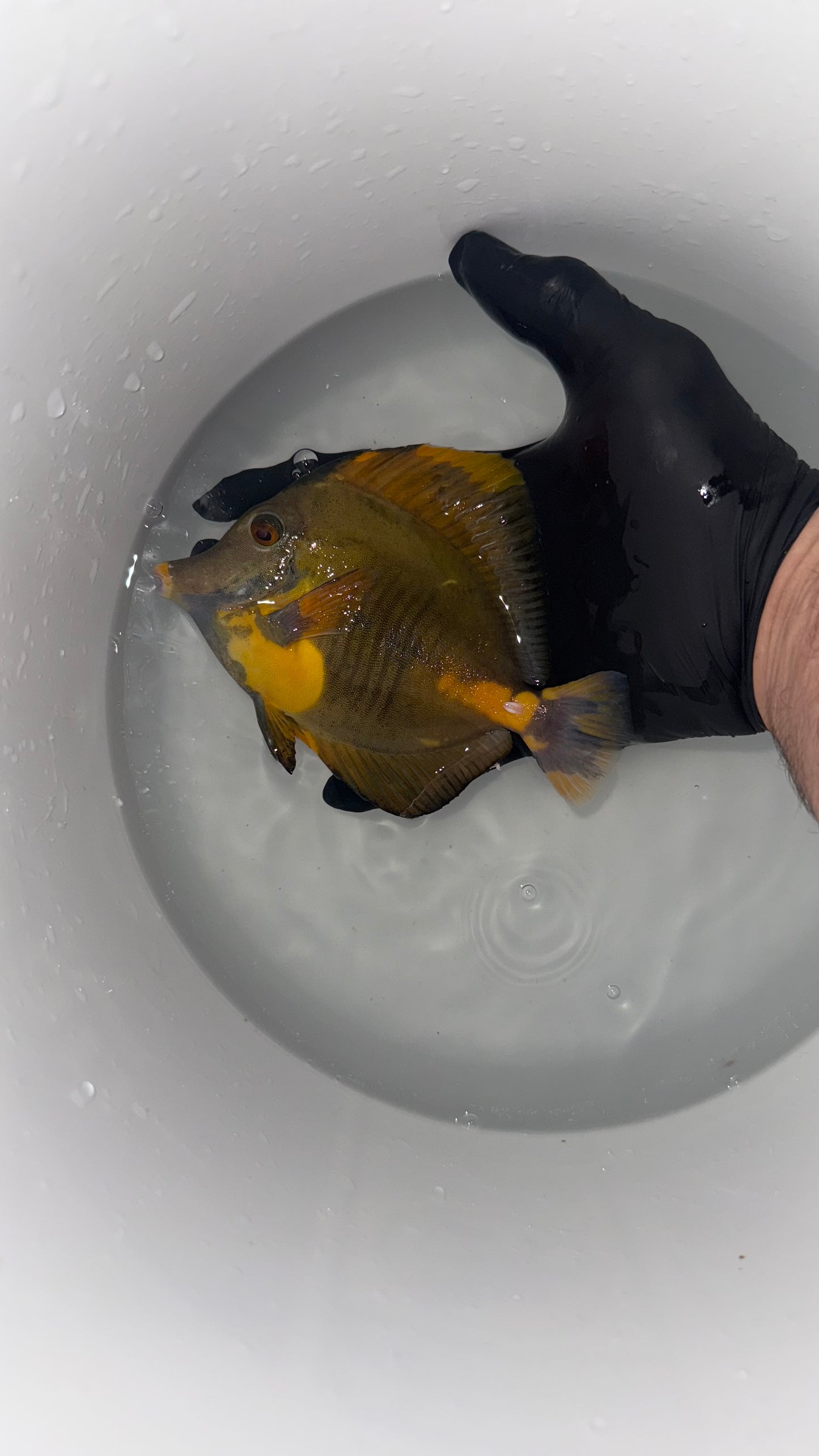 WYSIWYG Koi - Jed