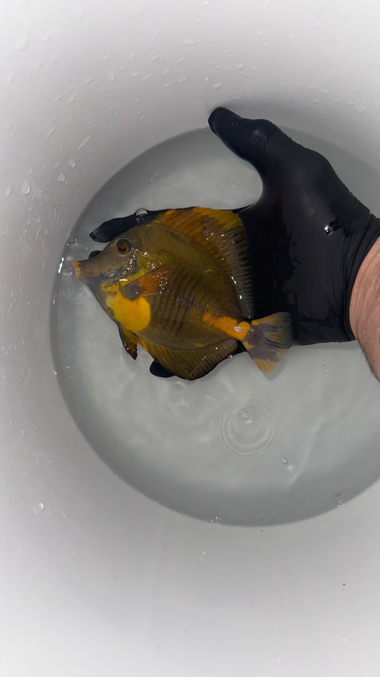 WYSIWYG Koi - Jed