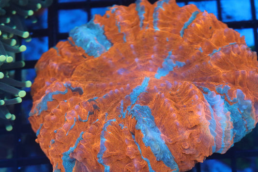 Orange & Green Acantho (B119)