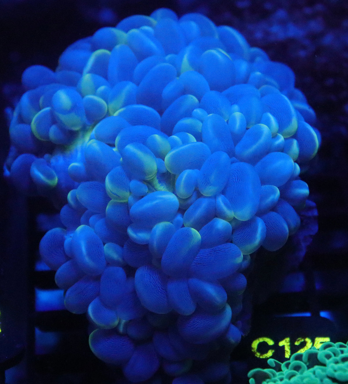 Neon Cat Eye Bubble Coral (C125)