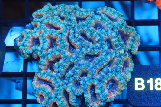 Micromussa Lord Mini Colony (B18)