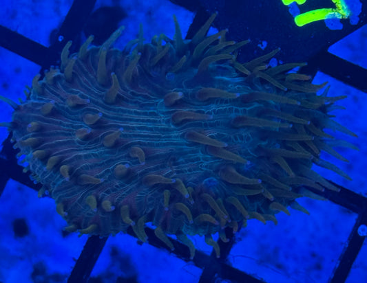 Diaseris Plate (63) WYSIWYG