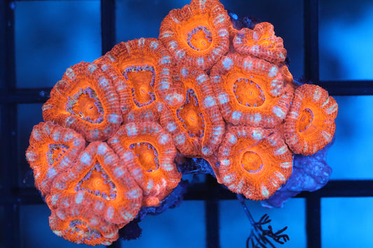 Micromussa Lord Mini Colony (B24)