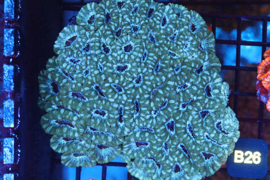 Micromussa Lord Colony (B26)