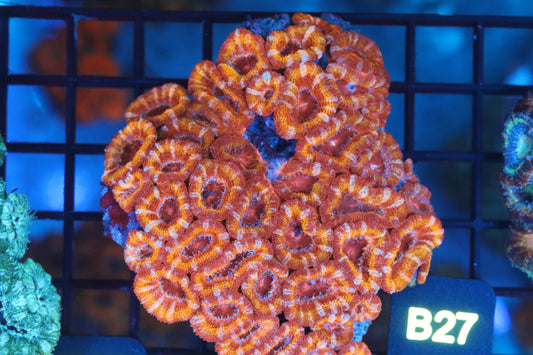 Micromussa Lord Colony (B27)