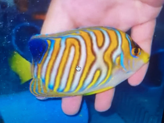 Regal Angel  (4” insane misbar)