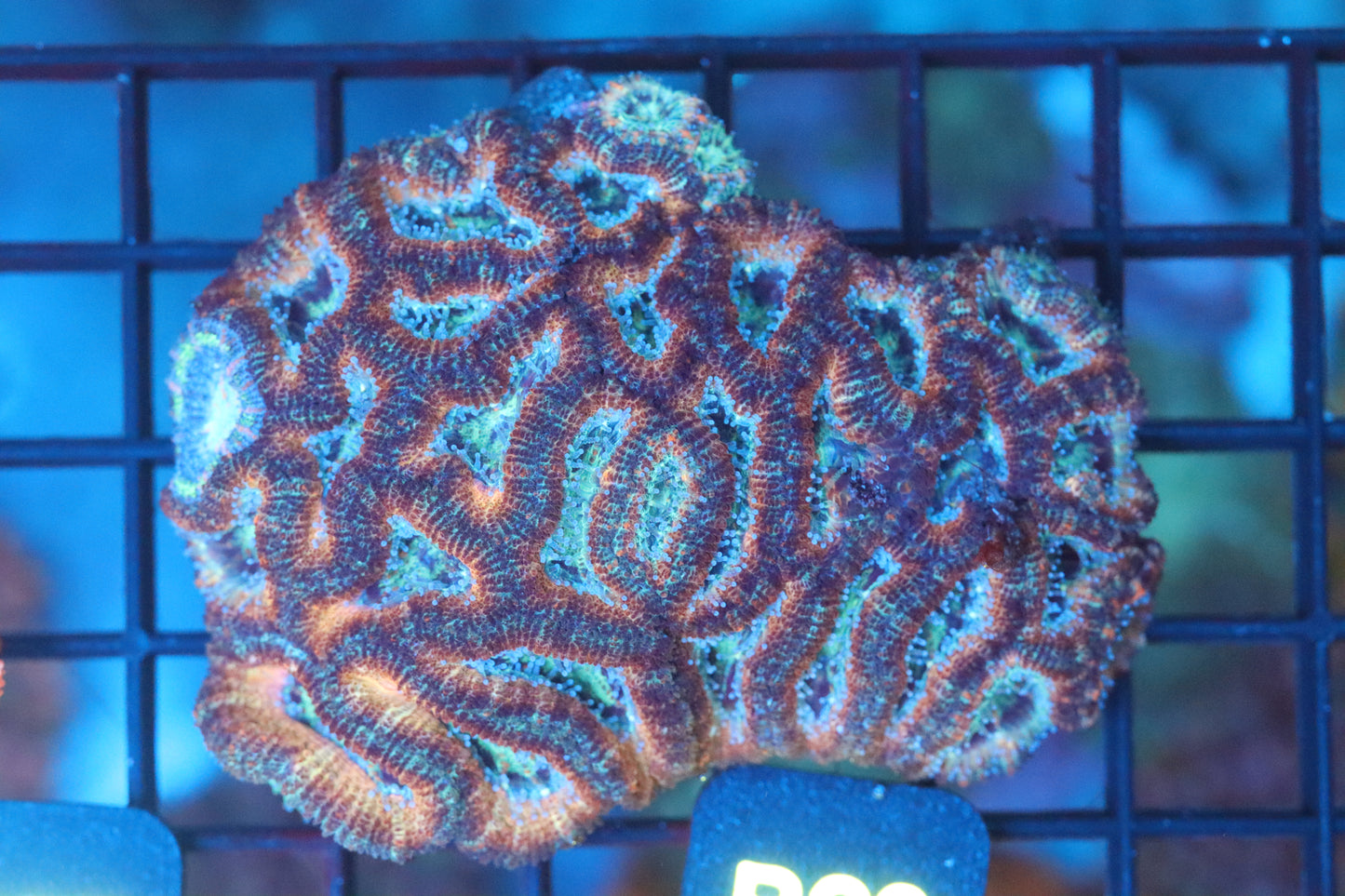 Micromussa Lord Colony (B28)