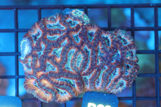 Micromussa Lord Colony (B28)