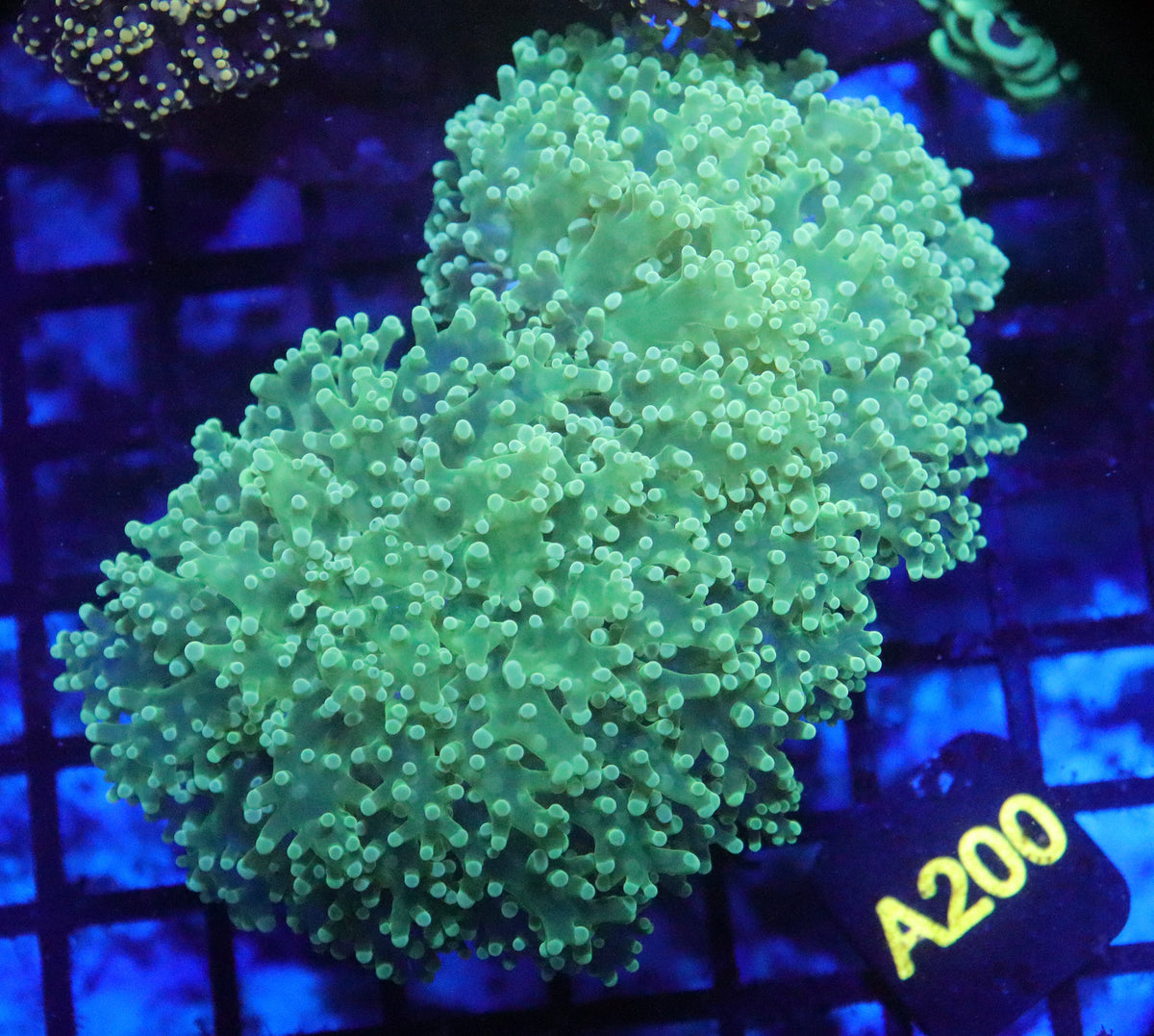 Neon Green Wall Octospawn (A200)