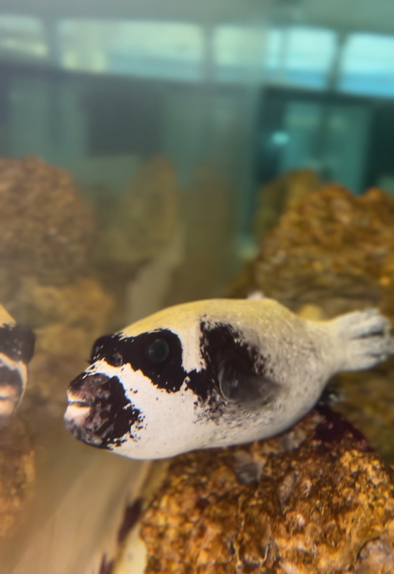 Panda (masked) Puffer-Red Sea (10”) WYSIWYG