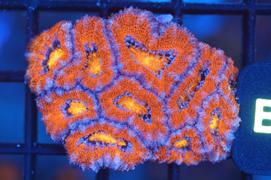 Micromussa Lord Mini Colony (B45)