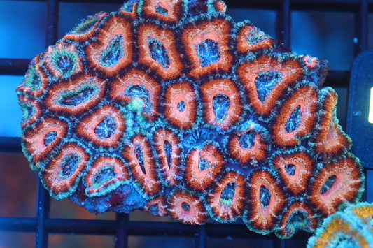 Micromussa Lord Mini Colony (B47)