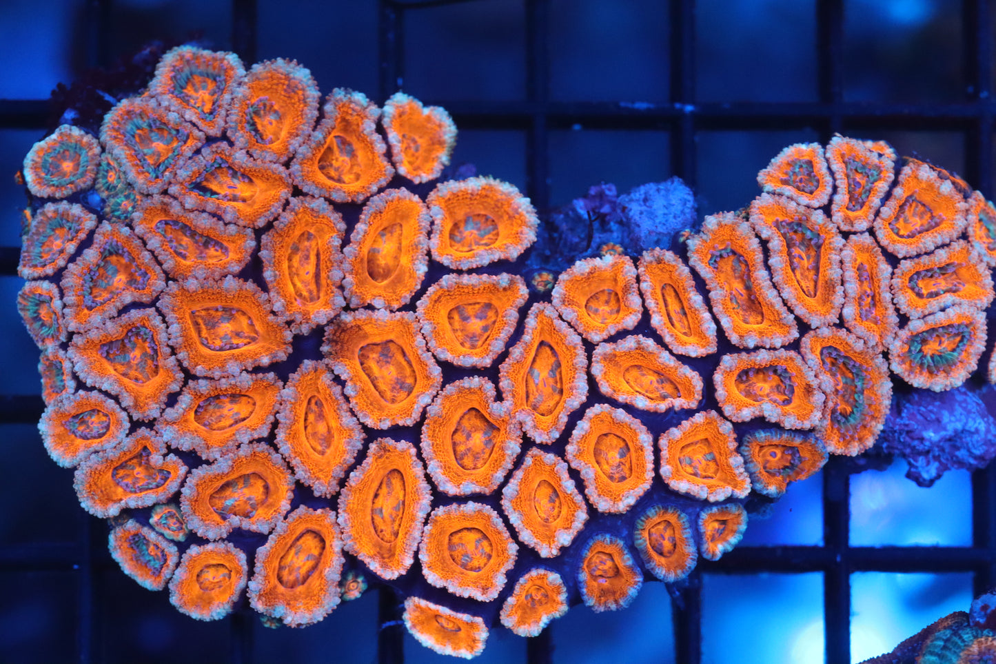 Micromussa Lord Colony (B48)