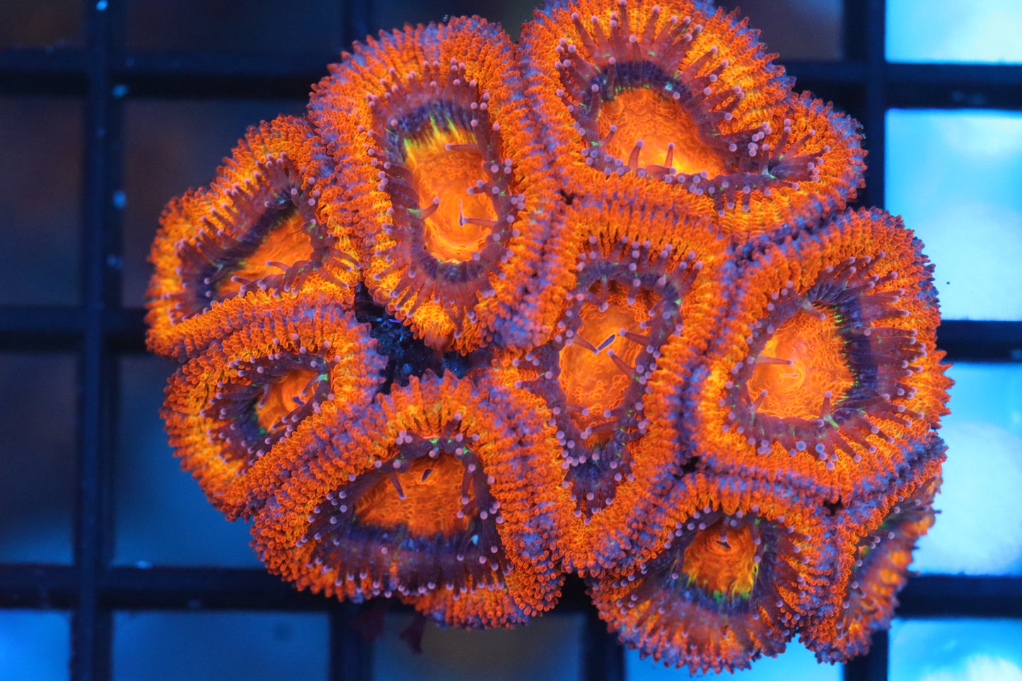 Micromussa Lord Mini Colony (B49)