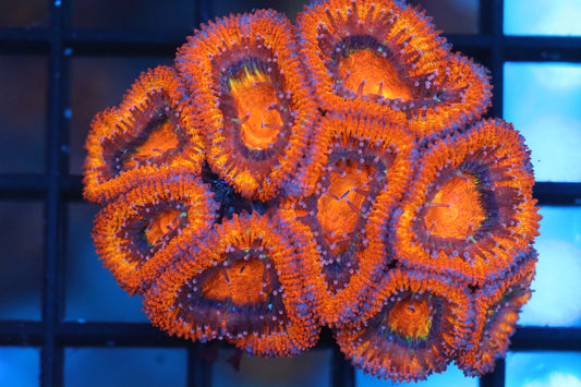 Micromussa Lord Mini Colony (B49)