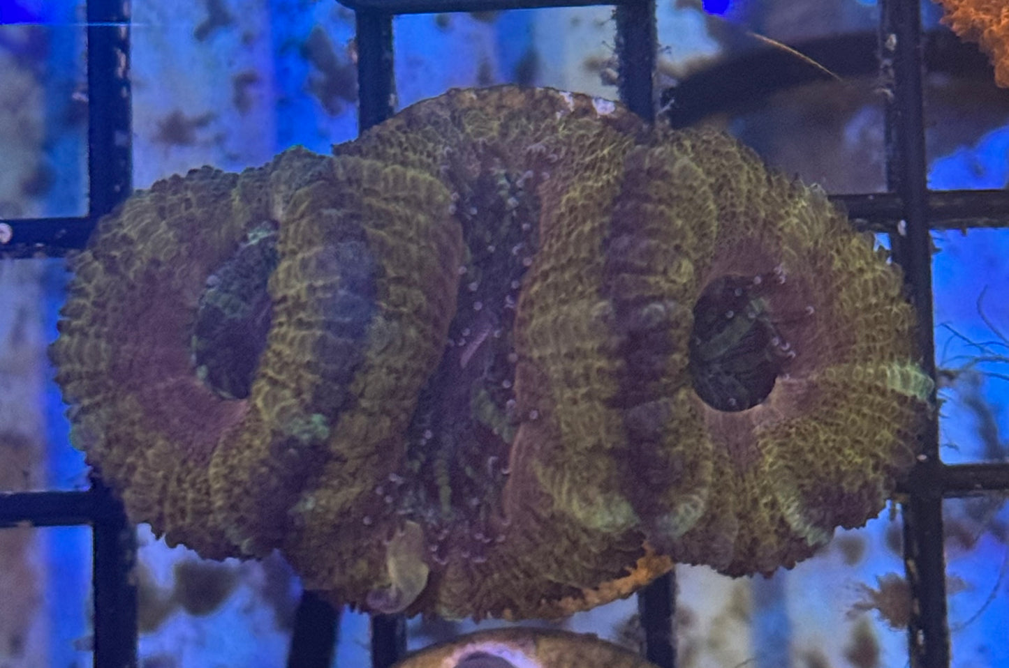 Micromusa Frag (A103)