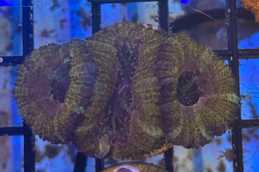 Micromusa Frag (A103)